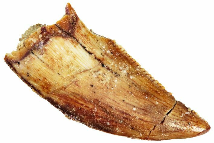 Raptor Tooth - Real Dinosaur Tooth #295822
